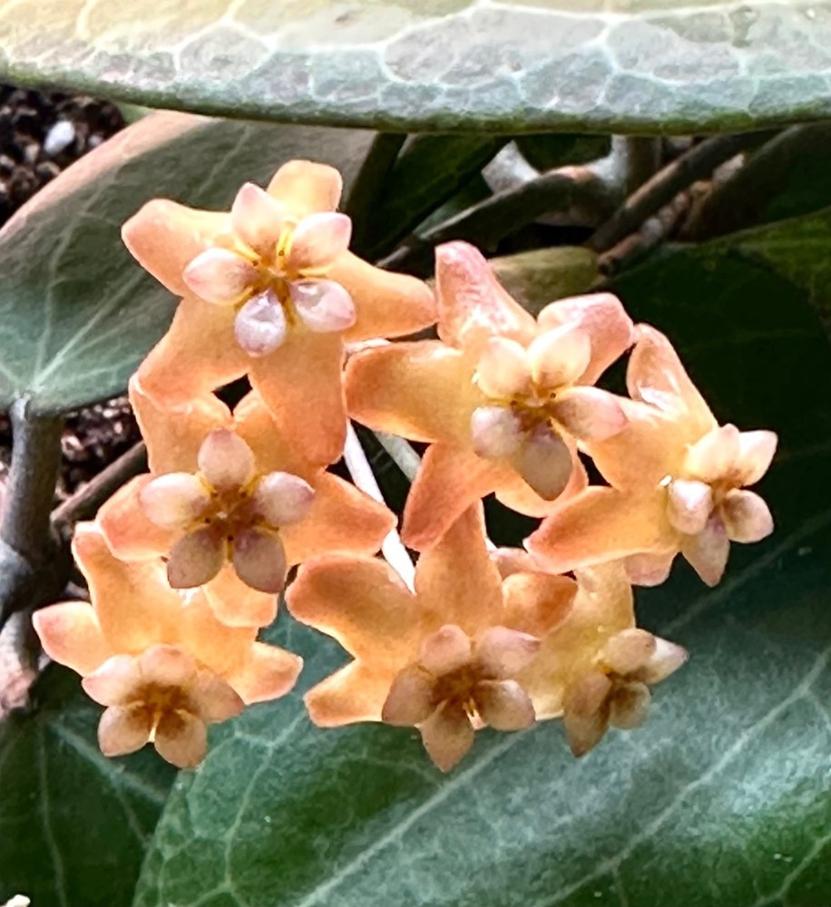 Hoya nicholsoniae Well Rooted Established Plant