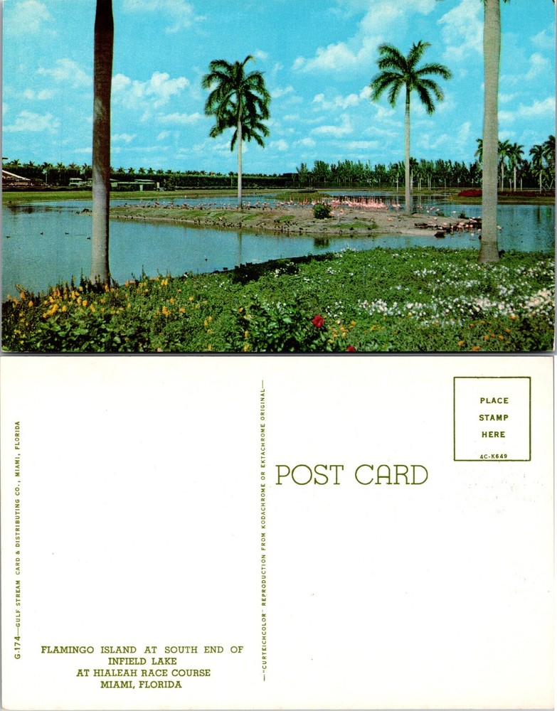 Flamingo Island Hialeah Race Course Miami FL Postcard