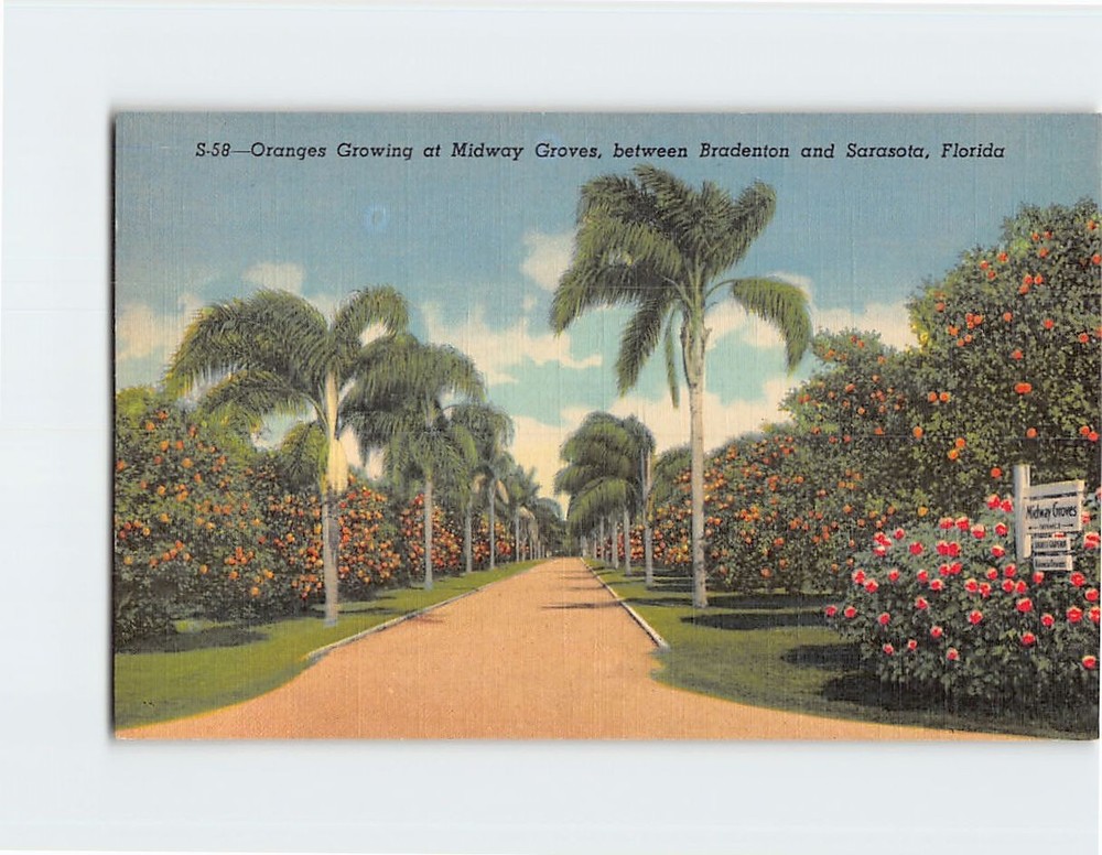 Postcard Oranges Growing at Midway Groves between Bradenton and Sarasota Florida