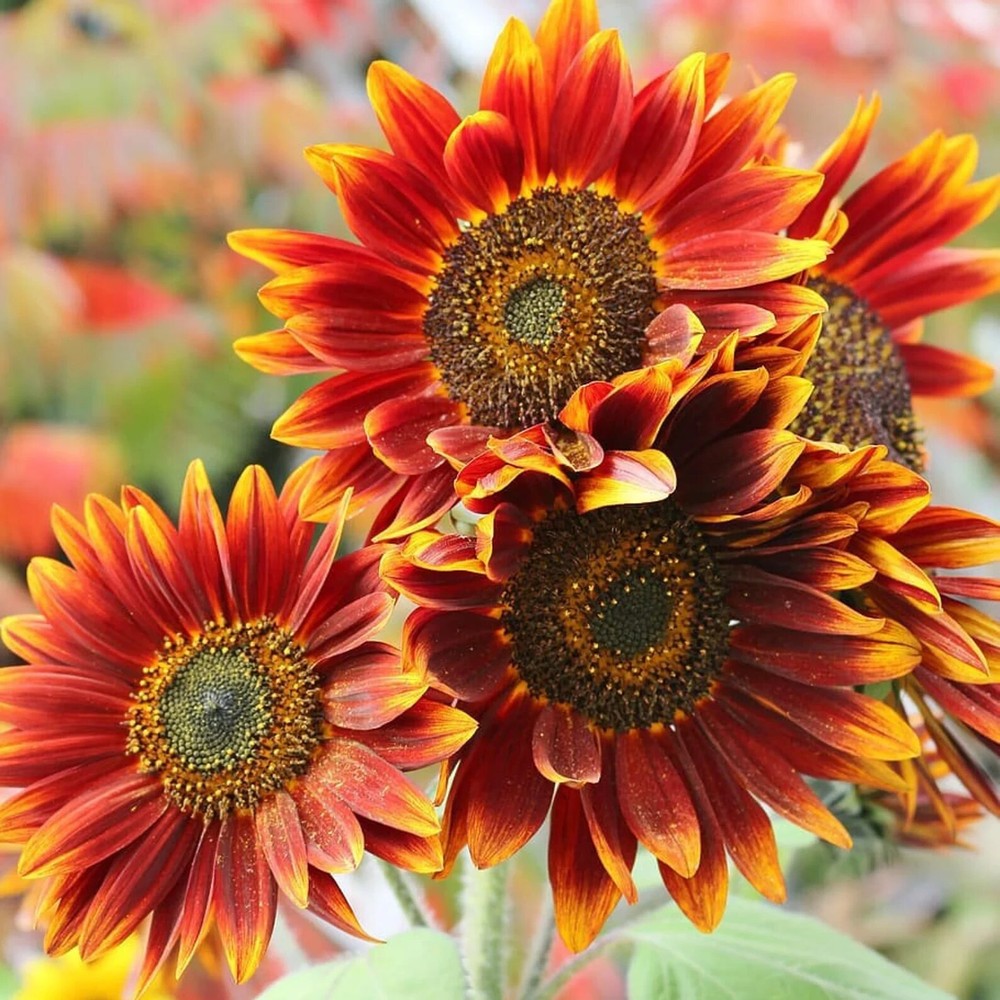 Autumn Beauty Sunflower Seeds Flowers Big Orange Red Yellow 50PCs/Seeds