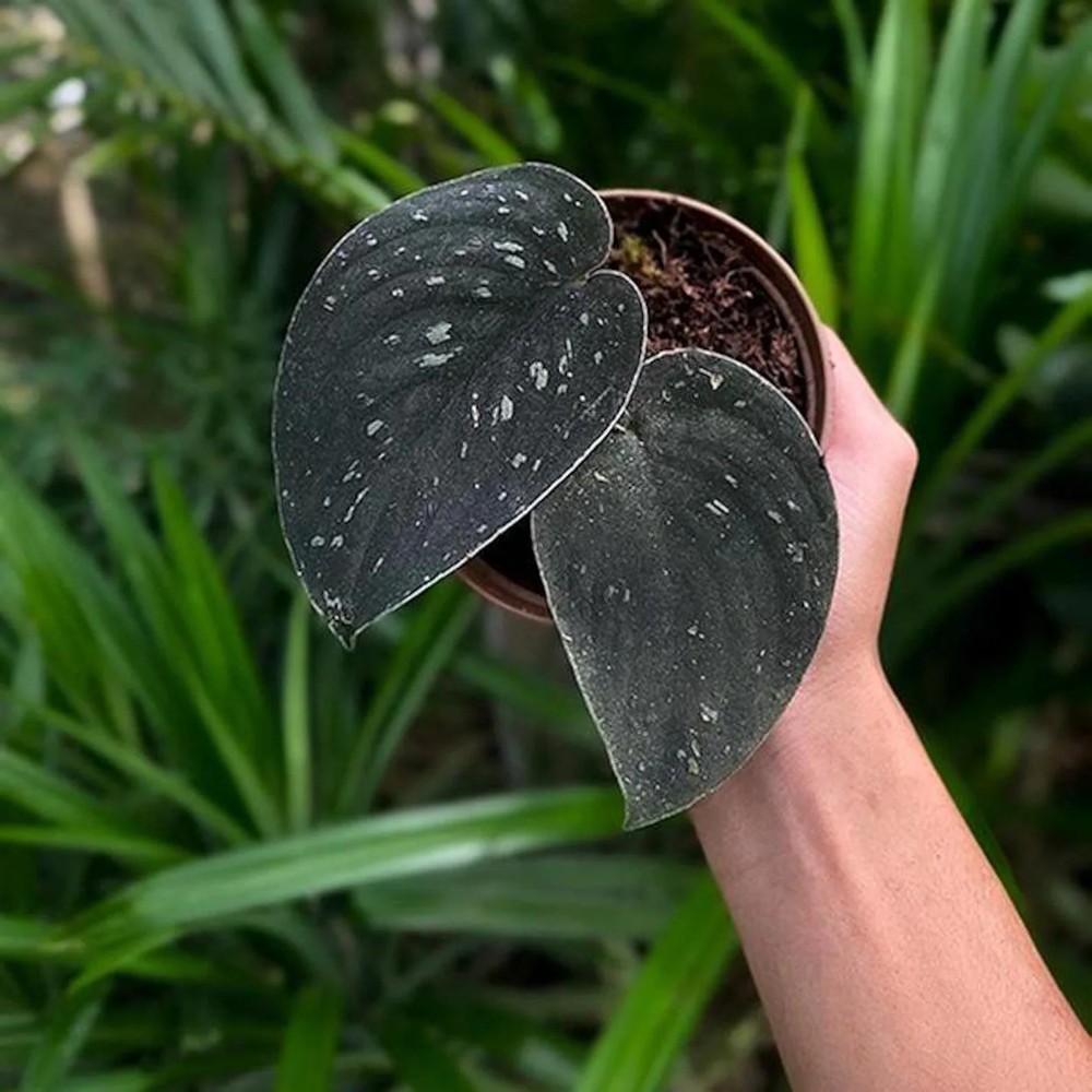 Real Picture Scindapsus Silver Dark Form Rare Plant