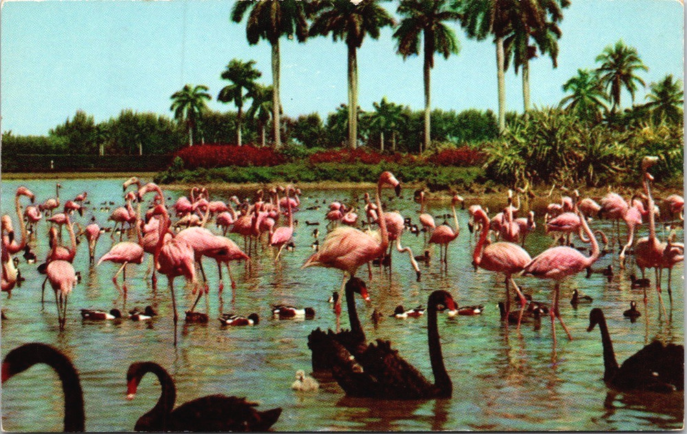 Florida FL Hialeah Race Course Flamingos Black Swans Lake Postcard Old Vintage