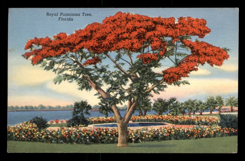 Royal Poinciana Tree Florida FL Linen Postcard Unp