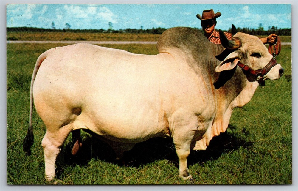 Grand Champion Brahman Bull 2135 Lbs Central Florida Postcard M15