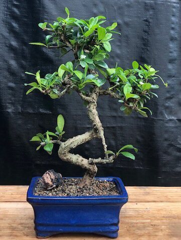 Fukien Tea Bonsai Tree Live Curved Trunk Flowering Ehretia Microphylla 10'' Tall