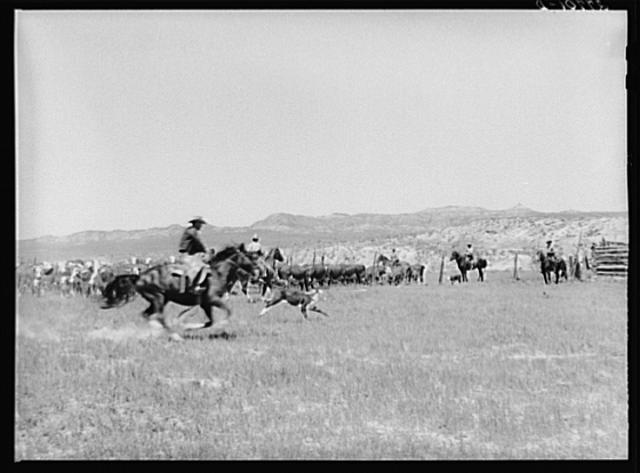 Photo:Custer County Montana 1930s William Tonn Ranch Rodeo Cowboys Horses