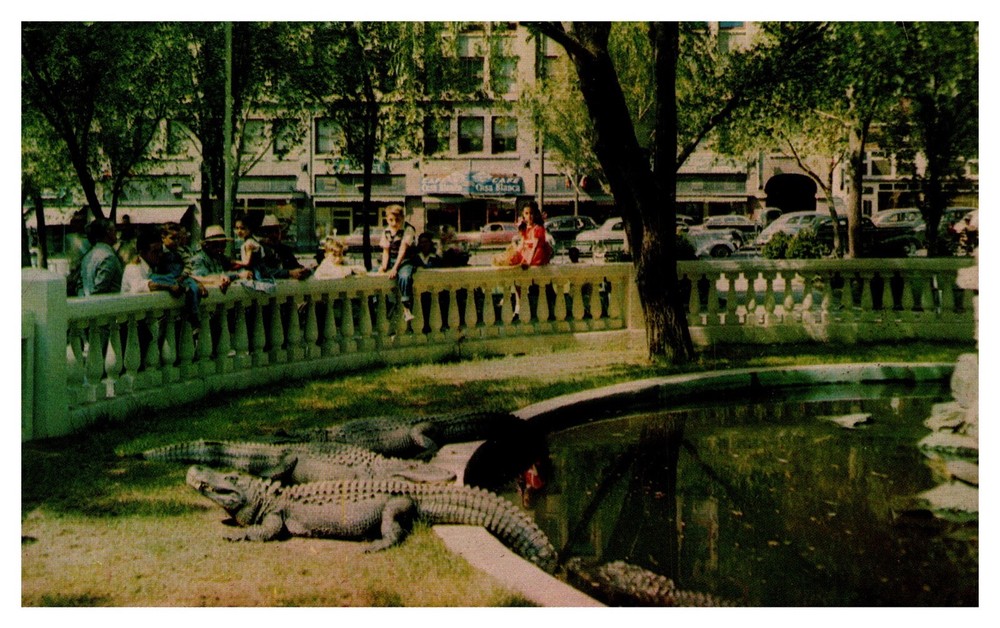 El Paso TX Texas Alligator Display San Jacinto Plaza Chrome Postcard