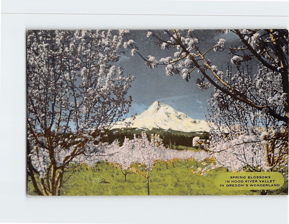 Postcard Mt. Hood Oregon USA