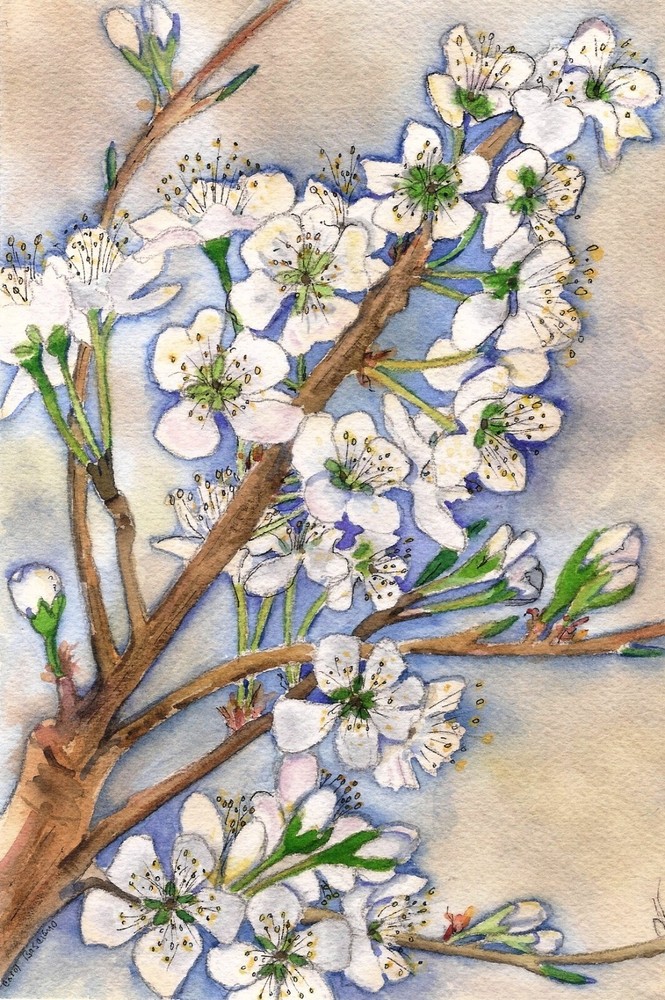 Framed Original Art Floral Watercolor Painting APPLE BLOSSOMS CR Basciano 14x11