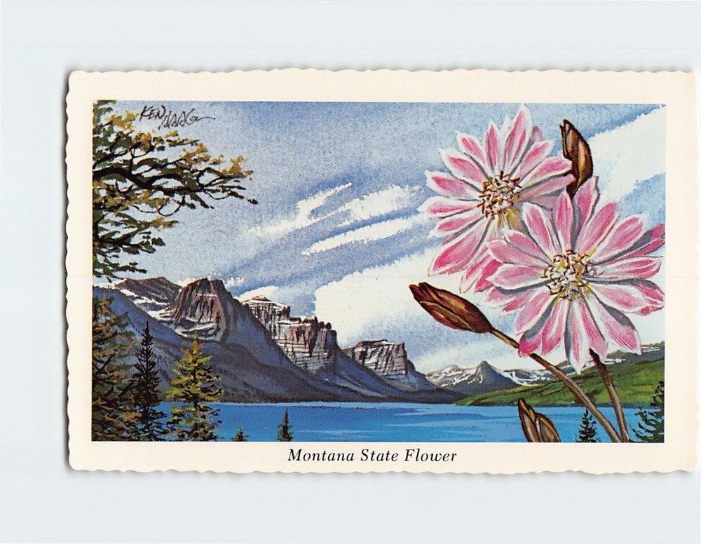 Postcard Bitterroot State Flower of Montana USA