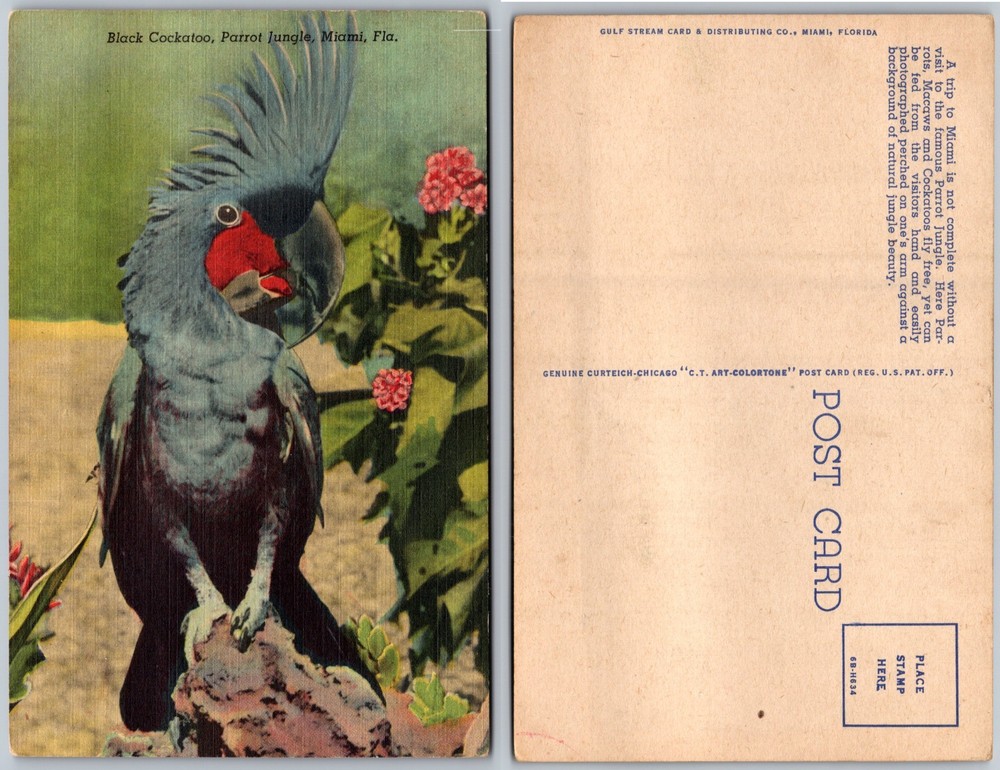 Black Cockatoo Parrot Jungle Miami Florida Flowers Postcard