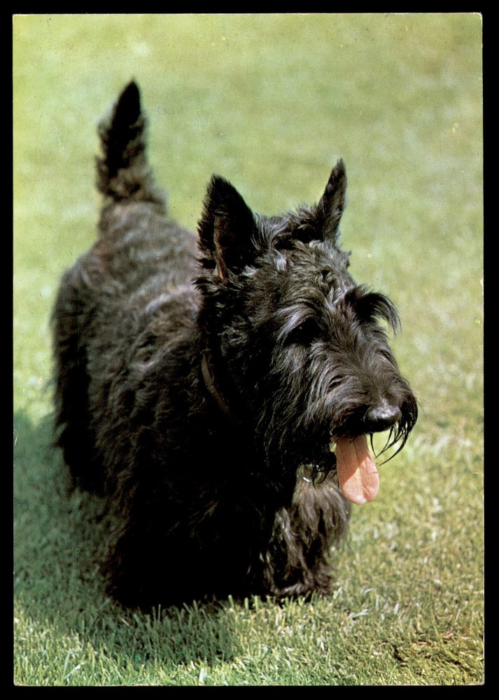 Postcard Black Scottish Terrier in Grass Outdoors