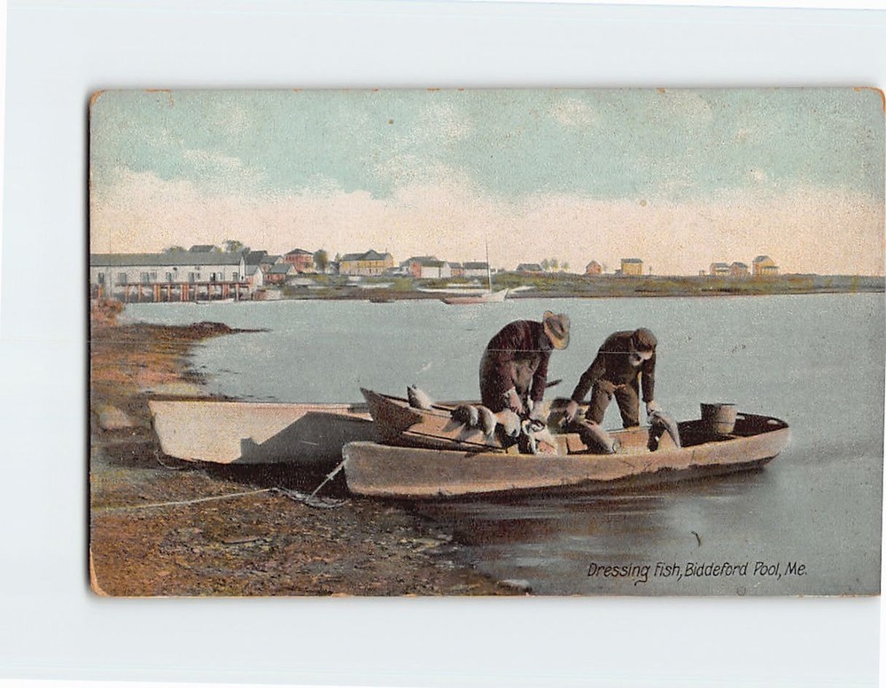 Postcard Dressing Fish Biddeford Pool Biddeford Maine USA