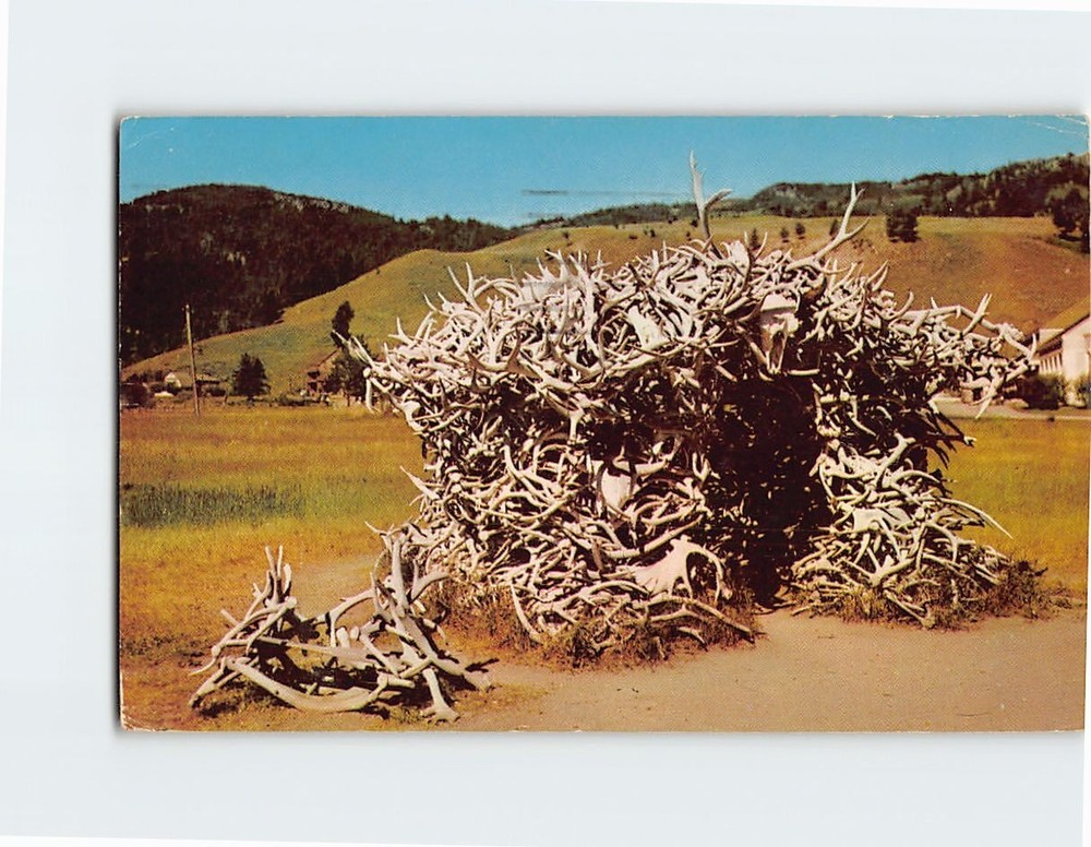 Postcard The House of Antlers at Mammoth Yellowstone Park Wyoming USA