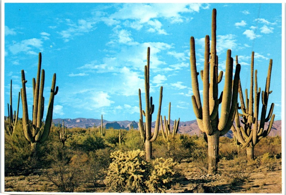 Postcard - Family Group Of Saguaros - Southern Arizona