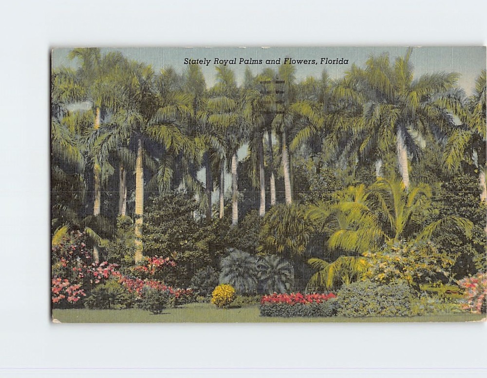 Postcard Stately Royal Palms and Flowers Florida USA