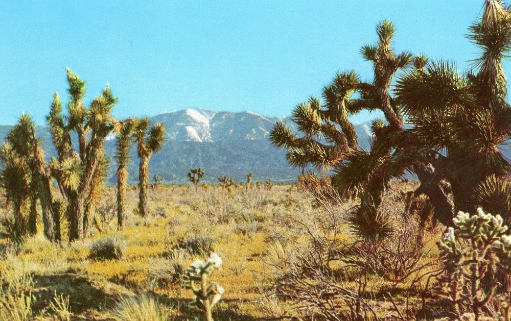 Joshua Trees, Mojave Desert, Mt Baldy in Distance, California, UNP, VG -POSTCARD