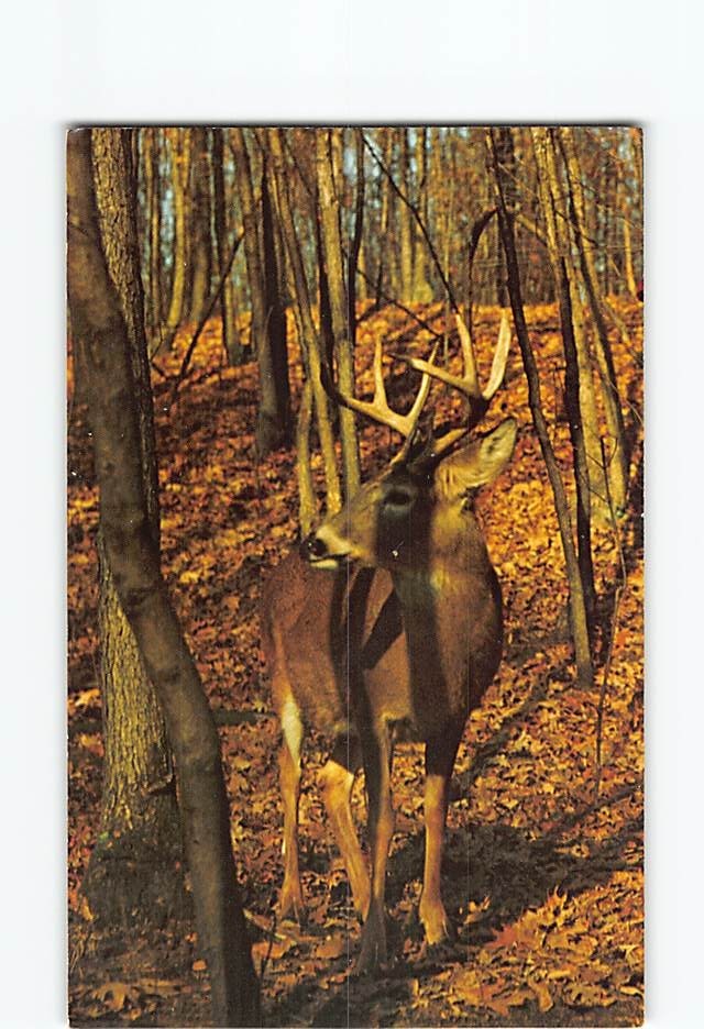 Postcard A Stately Buck Deer Mountain Forest Woods