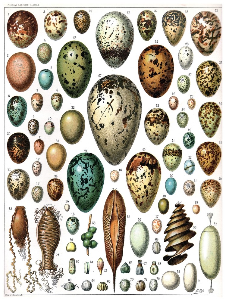 7944.Decoration Poster.Home Room wall fashion art design.Egg breeds illustration