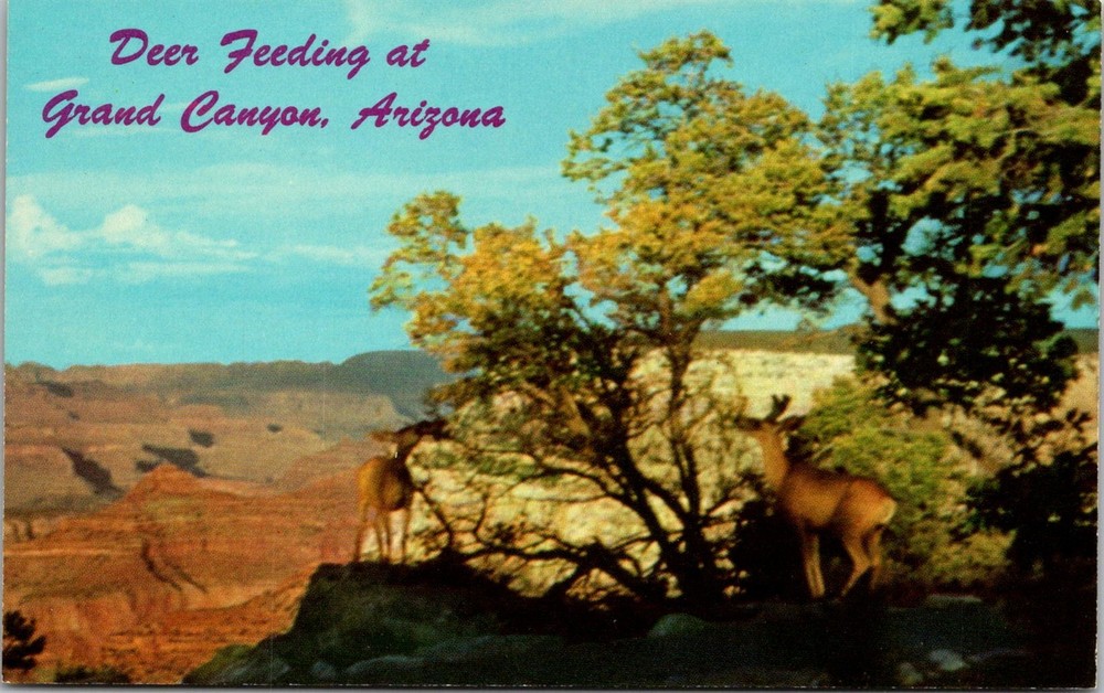 Deer Feeding at Grand Canyon Arizona Vintage Postcard