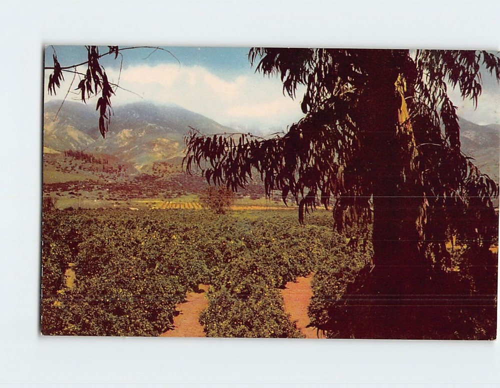 Postcard Orange and Lemon Groves of Southern California USA