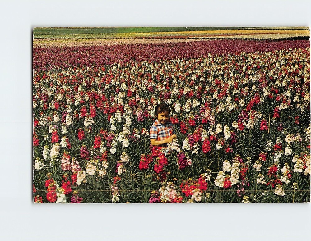 Postcard  South Mountain Flower Gardens Phoenix Arizona USA