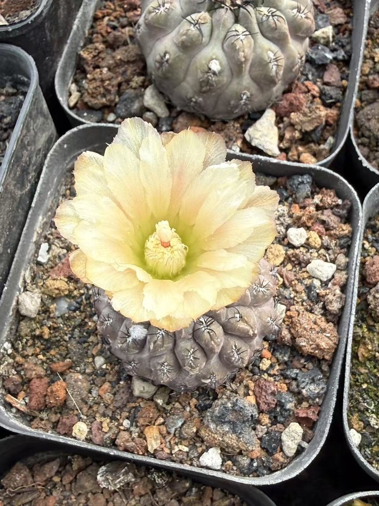 Neoporteria napina RareSucculent Plant Garden Décor Boutique