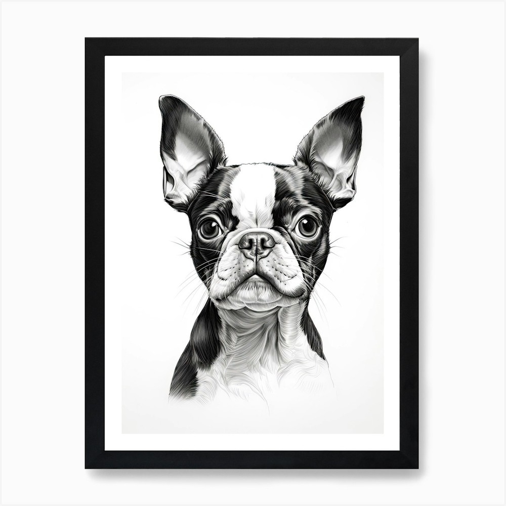 Boston Terrier Dog, Line Drawing 4  Framed Wall Art Poster Canvas Print Picture