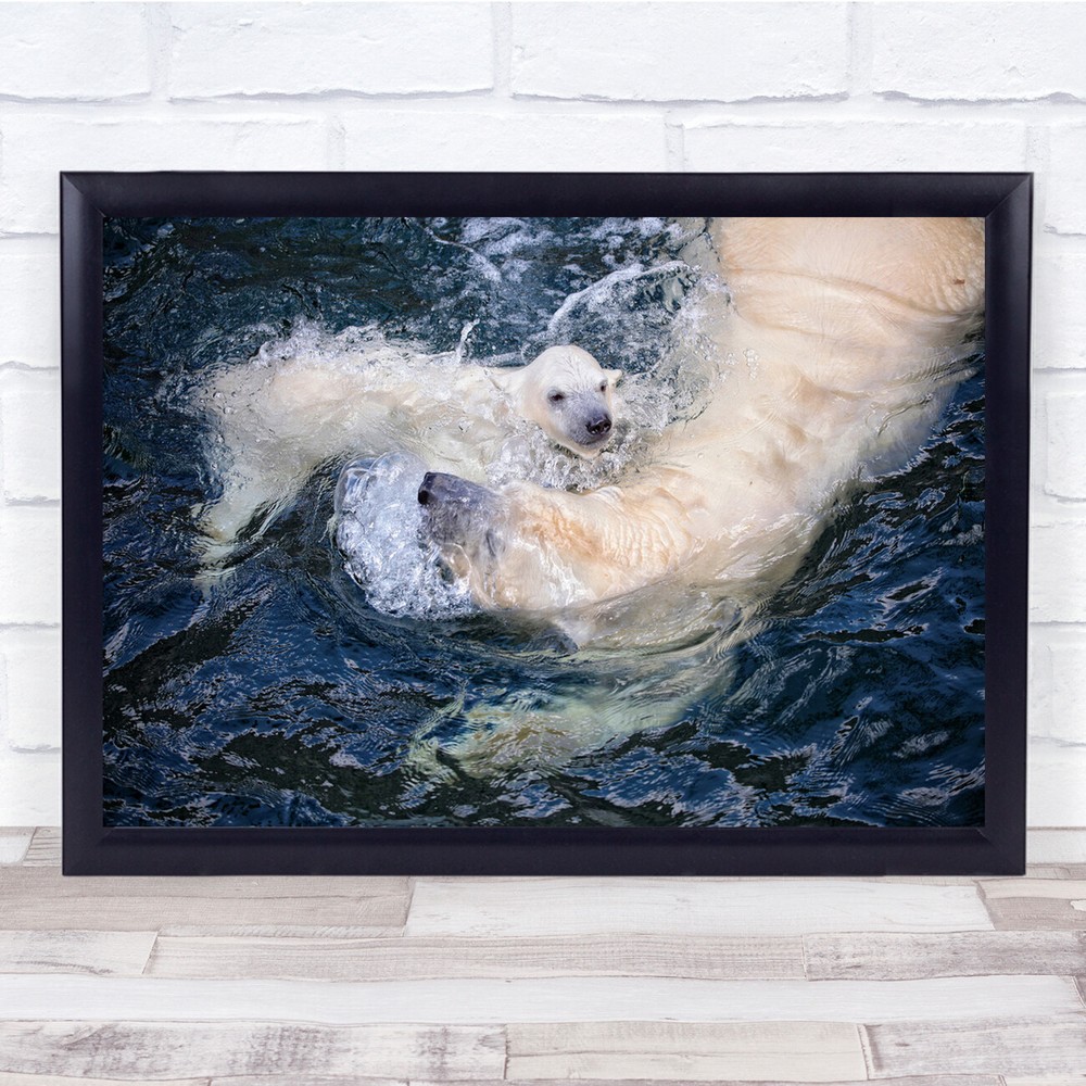 Zoo Polar Bear Mother Cub Cute water playing Wall Art Print