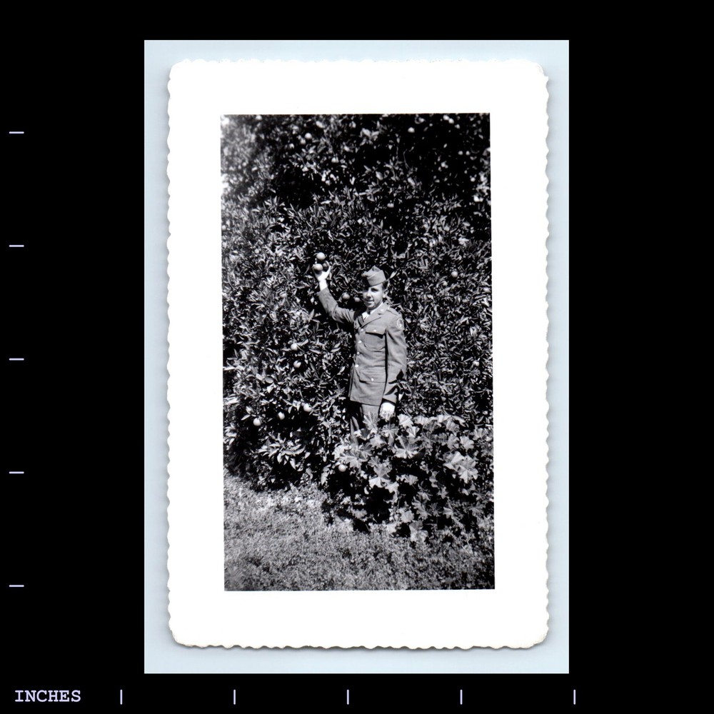 Vintage Photo ARMY MAN SOLDIER PICKING ORANGES