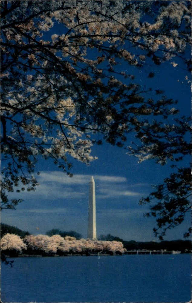 Washington DC Monument cherry blossom trees scenic unused vintage postcard