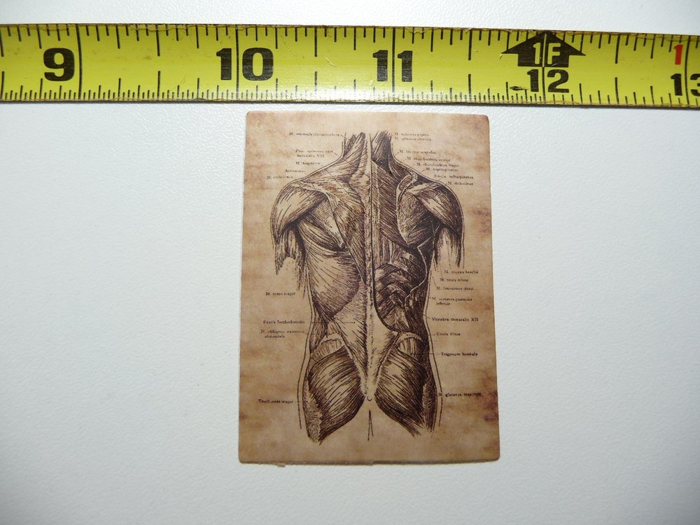 ANATOMY PHYSIOLOGY BACK GLUTEUS DECAL STICKER VINTAGE HUMAN GOTH ILLUSTRATION