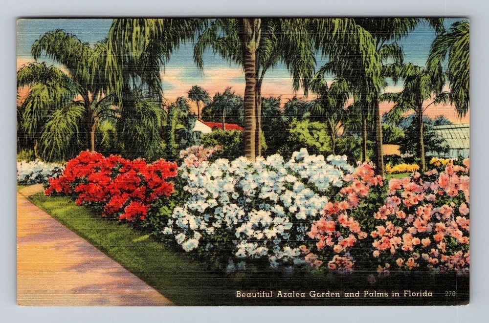 Beautiful Azalea Garden And Palms In Florida Vintage Postcard