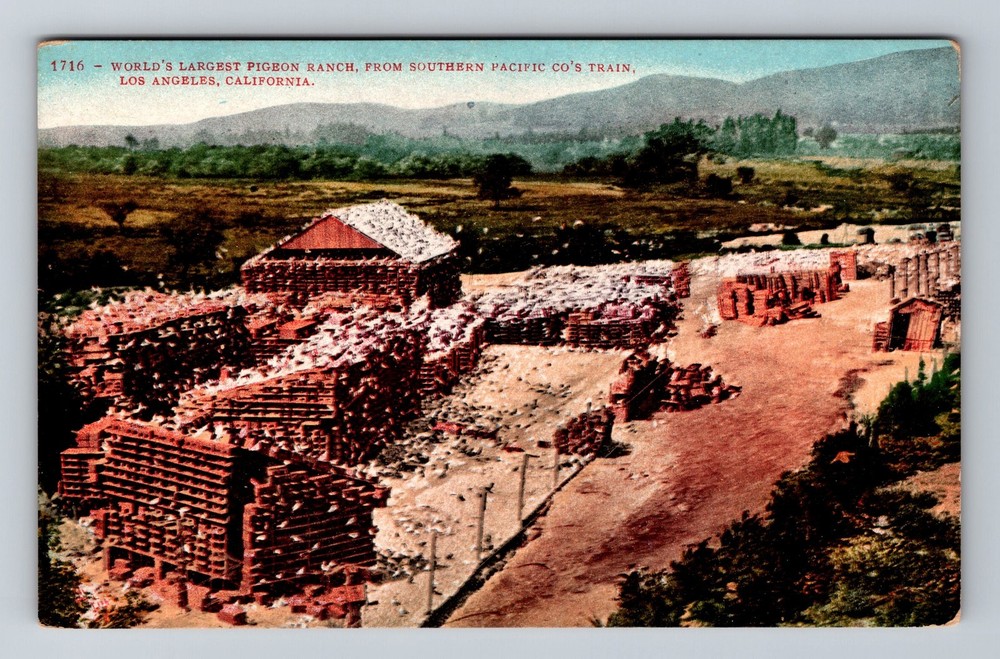 Los Angeles CA-California Largest Pigeon Ranch Old Card View Vintage Postcard