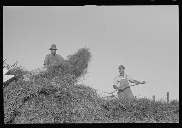 Mechanicsburg Ohio 1938 Harvest Hands Virgil Thaxton Farm Haystack Loading