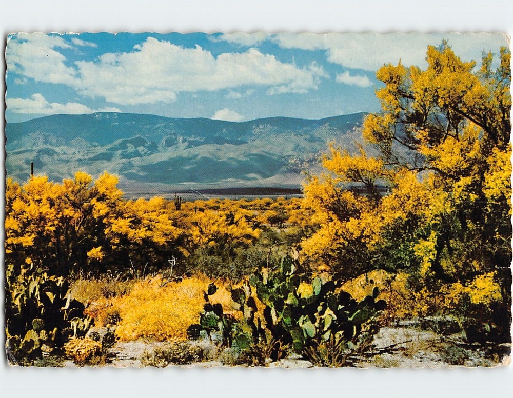 Postcard Palo Verde Tree On The Desert Arizona