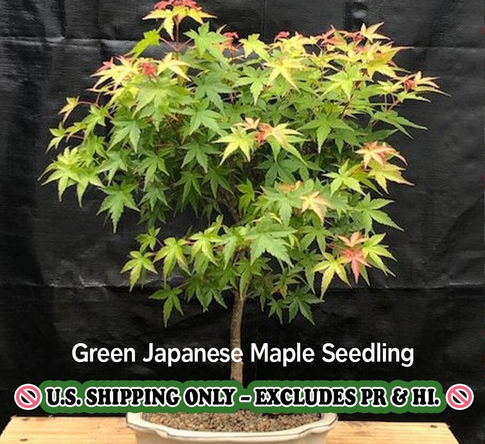 Green Japanese Maple Live Plant – Gallon Pot | Acer palmatum - Seedling-image