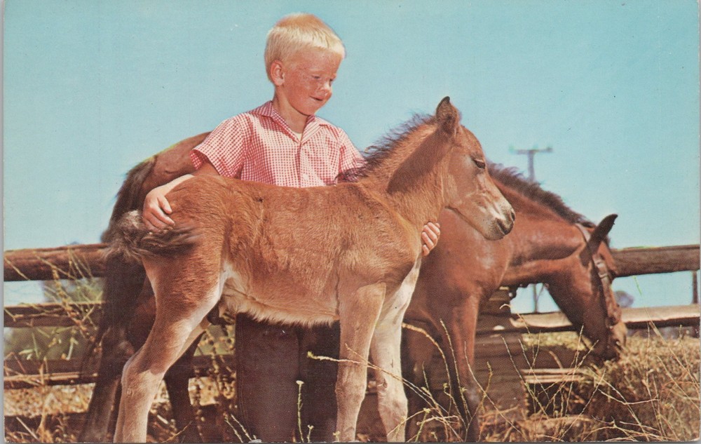 Animal~Little Blonde Boy With His Colts Along Fence Line~Vintage Postcard