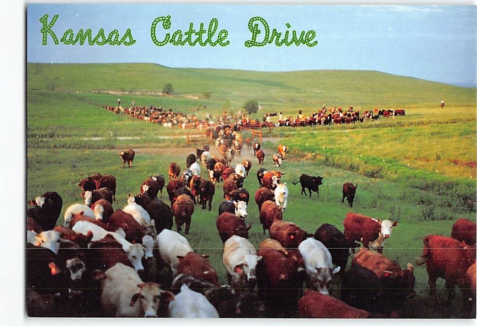 Postcard Cattle Drive in Kansas USA