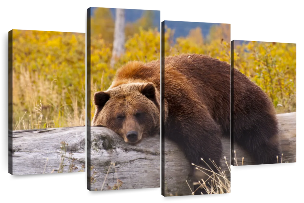 Resting Grizzly Bear Wall Art