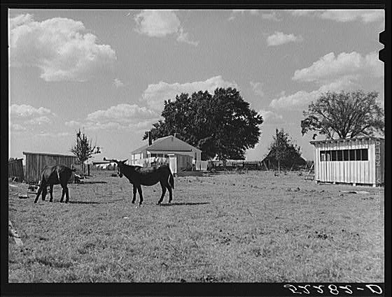 Belzoni,Humphreys County,Mississippi,MS,Farm Security Administration,FSA