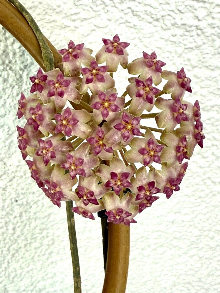 Hoya patcharawalai 023 (icensis) Well Rooted Plant