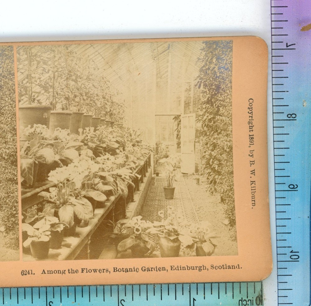 Botanic Garden Edinburgh Scotland B.W. Kilburn Stereoview