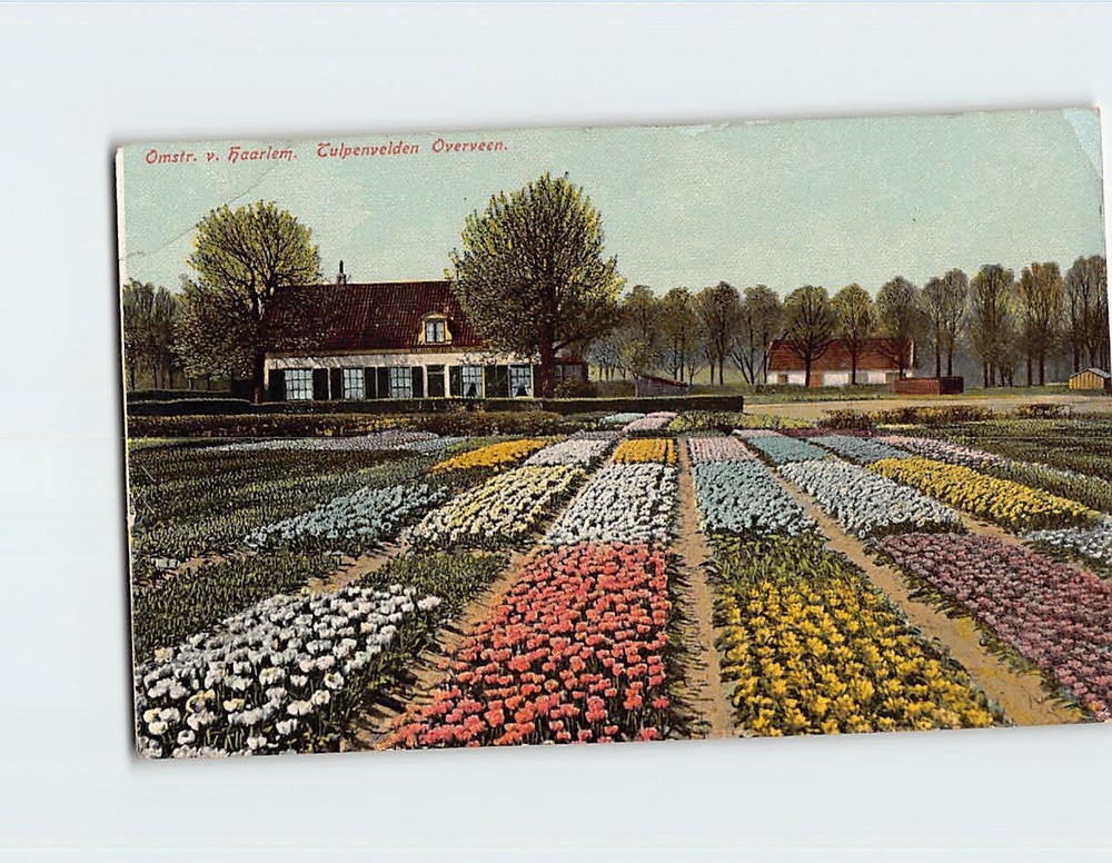 Postcard Tulip Fields Netherlands