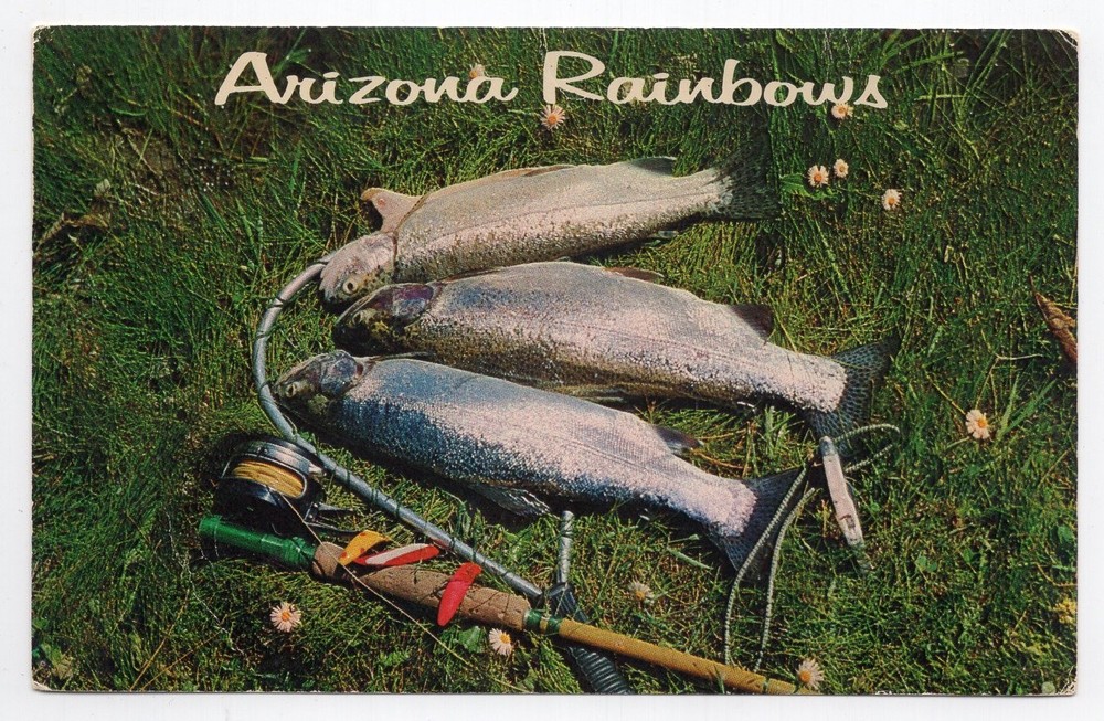 1990s? Chrome - CLOSEOUT - Rainbow Trout, Mogollon (Tonto) Rim - Arizona