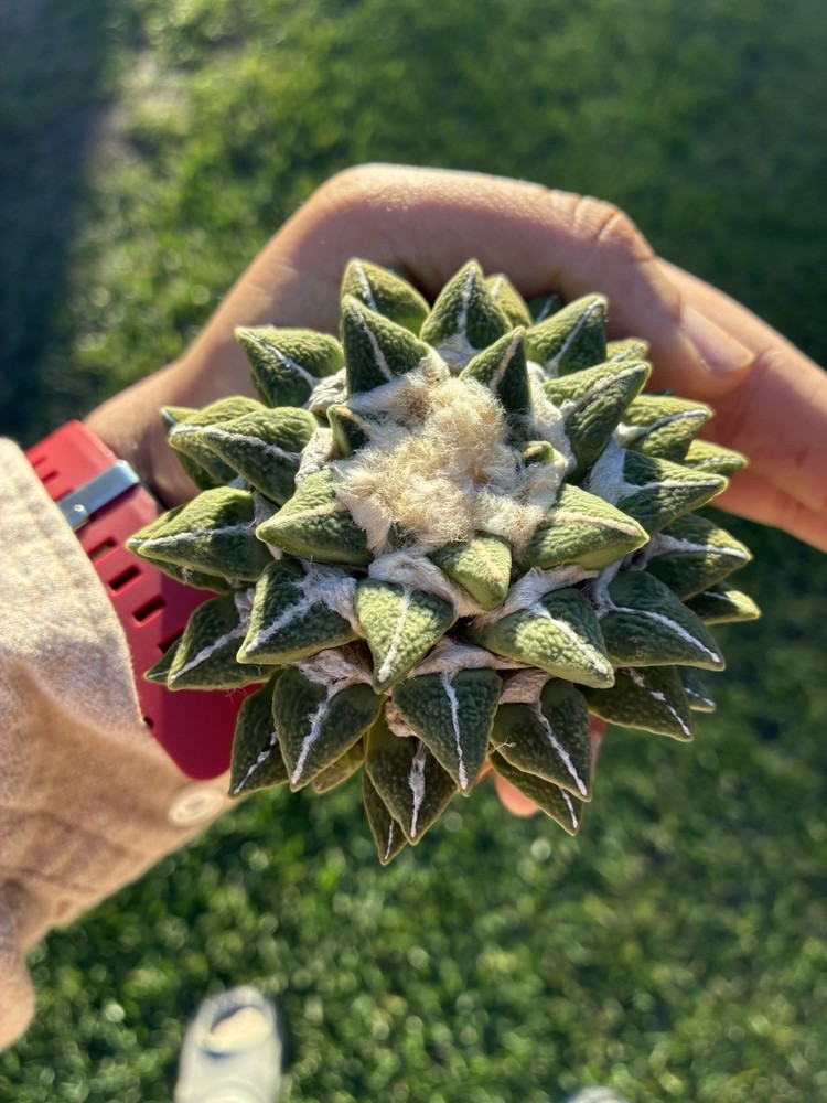 Large Old Seed Grown Rare Carctus Plant ariocarpus kotschoubeyanus