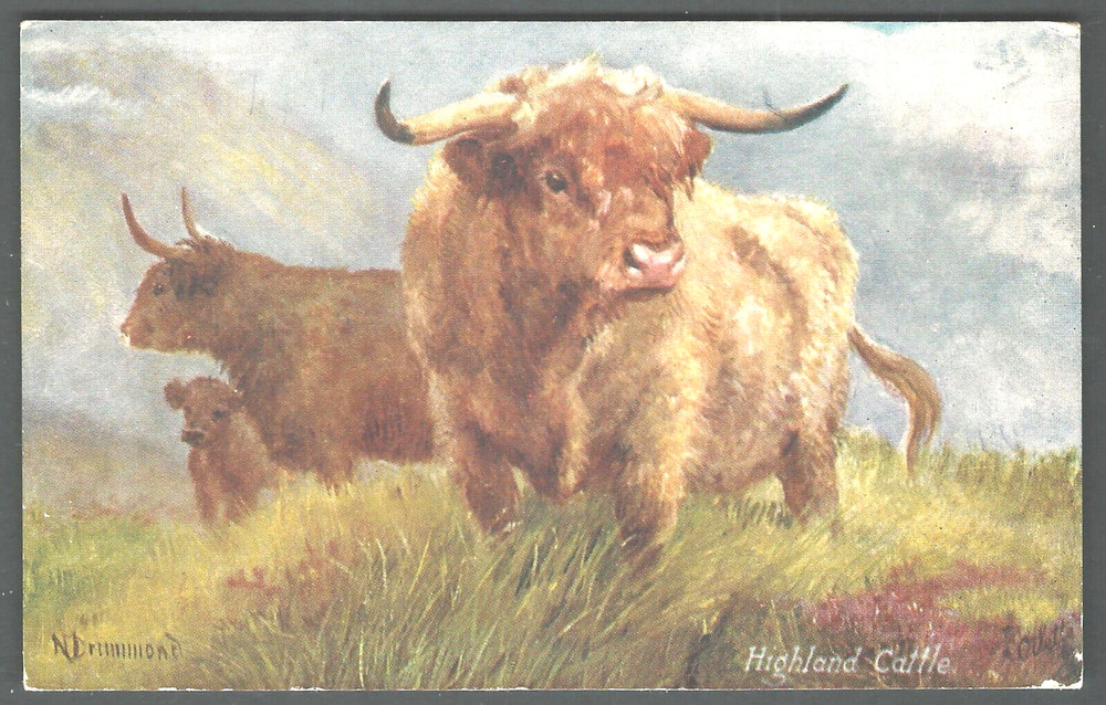 ALFALFA FIELD w. PIGS & SHEEP 1909 Raphael Tuck Postcard Dallas Texas