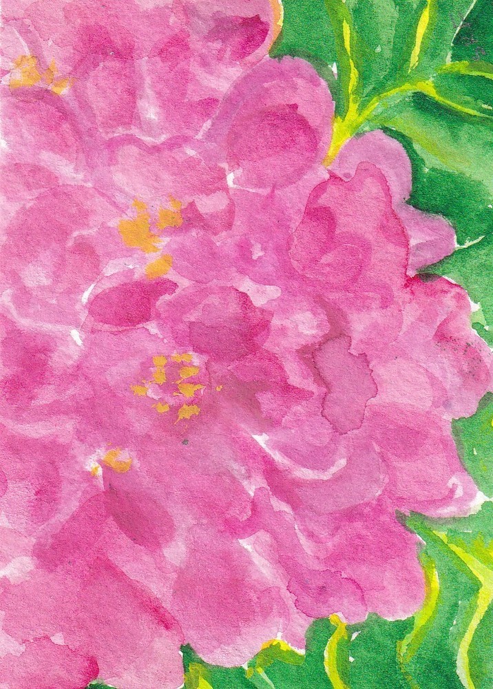 Pink  Hydrangea Flowers ACEO Original Watercolor Art by Sharon Foster