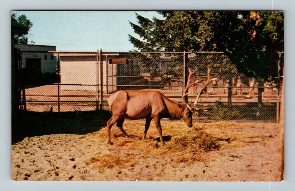 Traverse City MI-Michigan, Elk Shedding Velvet, Clinch Park, Vintage Postcard