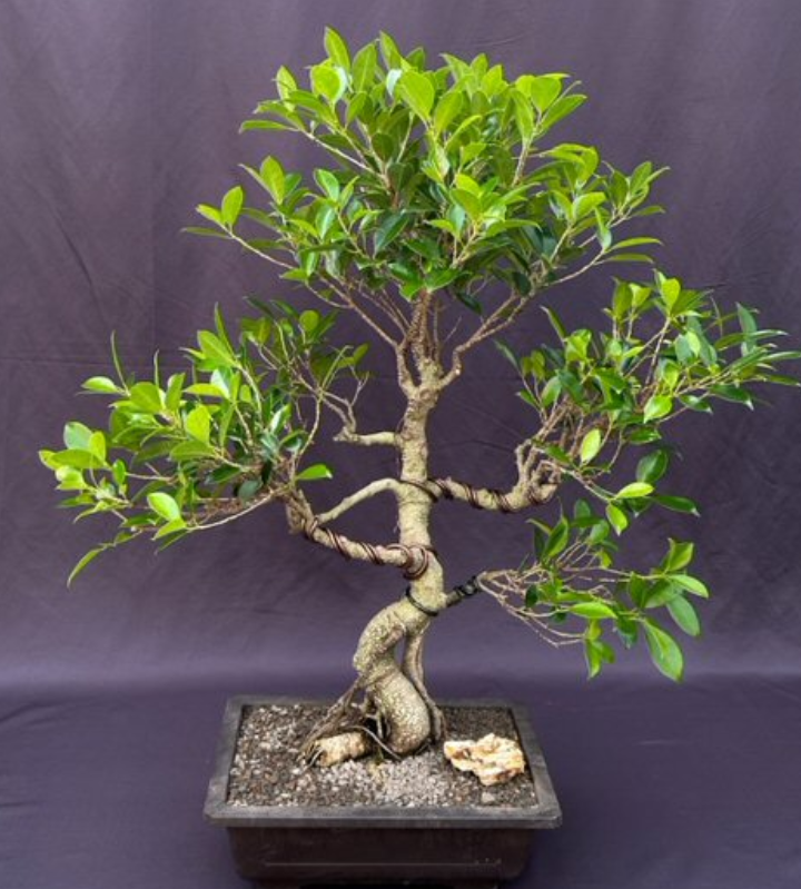 Ficus Bonsai Tree Live Banyan Fig Retusa Curved Trunk Tired Branching 28